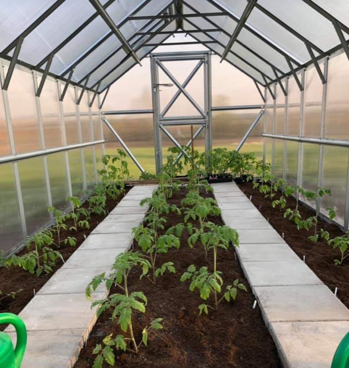 Rows of tomato plants growing in the soil beds inside the glasshouse